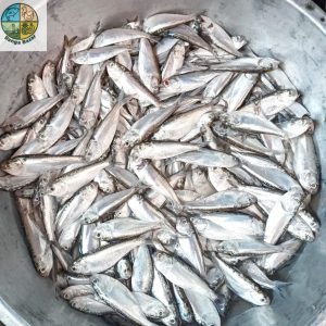 āĻāĻžāĻĒā§āϤāĻžāĻ āϞā§āĻā§āϰ āĻā§āϝāĻžāĻĒāĻŋāϞāĻž āĻŽāĻžāĻ (āϰā§āĻĄāĻŋ āĻā§ āĻā§āĻ)