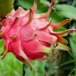 āĻĒāĻžāĻšāĻžā§ā§ āĻĻā§āĻļā§ āĻĄā§āϰāĻžāĻāύ āĻĢāϞ (āĻāĻ āĻā§āĻāĻŋ)