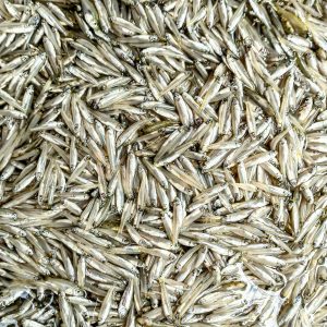 āĻāĻžāĻĒā§āϤāĻžāĻ āϞā§āĻā§āϰ āĻāĻžāĻāĻāĻŋ āĻŽāĻžāĻ