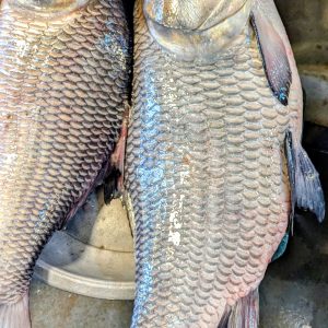 āĻāĻžāĻĒā§āϤāĻžāĻ āϞā§āĻā§āϰ āĻŦā§ āĻāĻžāϤāĻžāϞ āĻŽāĻžāĻ (āĻāĻ āĻĒāĻŋāϏ⧠āĻĻāĻļ āĻā§āĻāĻŋāϰ āĻŦā§āĻļāĻŋ)