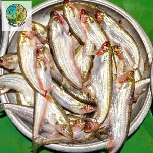 āĻāĻžāĻĒā§āϤāĻžāĻ āϞā§āĻā§āϰ āĻĒāĻžāĻŦāĻĻāĻž āĻŽāĻžāĻ