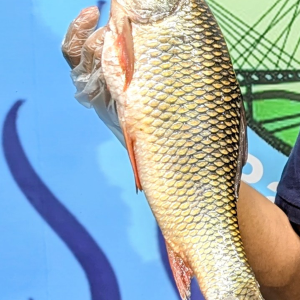 āĻāĻžāĻĒā§āϤāĻžāĻ āϞā§āĻā§āϰ āĻŦā§ āϰā§āĻ āĻŽāĻžāĻ